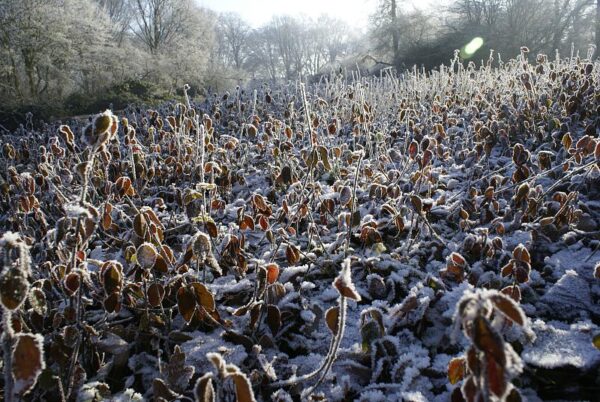 Bevroren landschap, winterse natuur.