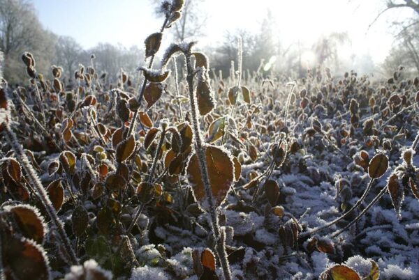 Bevroren landschap, winterse natuur.