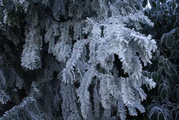 Bevroren natuur, winterlandschap.