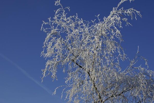 Bevroren natuur, winterlandschap.