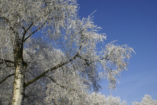 Bevroren landschap, winterse natuur.
