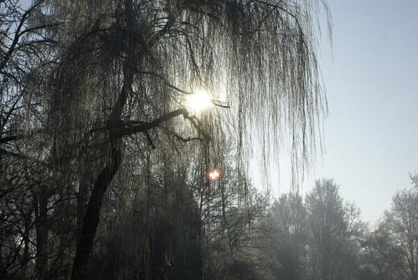 Bevroren landschap, winterse natuur.