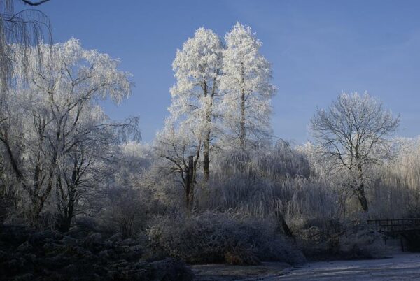 Bevroren landschap: winterse natuurfotografie.