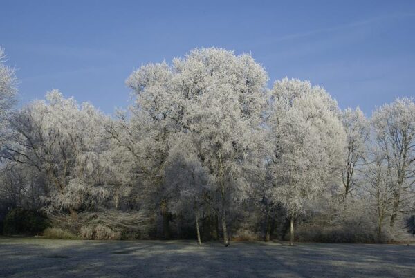 Bevroren landschap, winterse natuur.