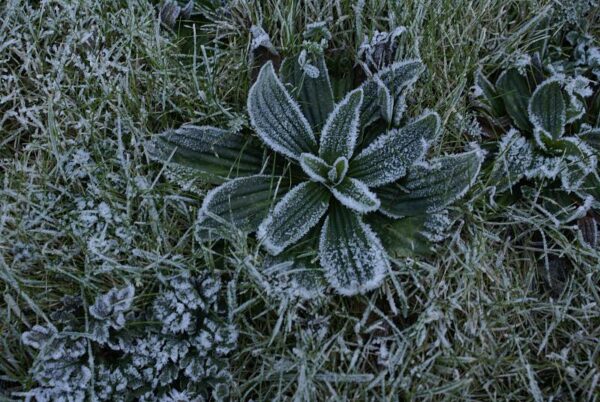 Bevroren plantje in sneeuw.