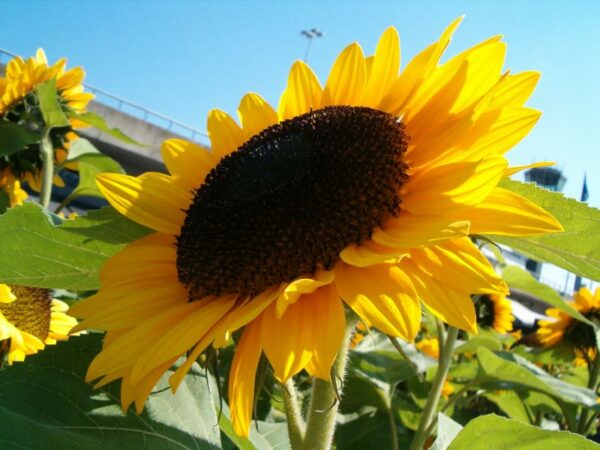 Zonnebloem op Schiphol Plaza