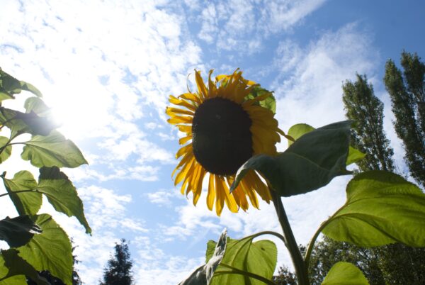Zonnebloemen in volkstuin Amstelveen (Bovenkerk).
