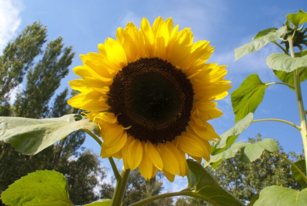 Zonnebloemen in volkstuin Amstelveen, Bovenkerk.
