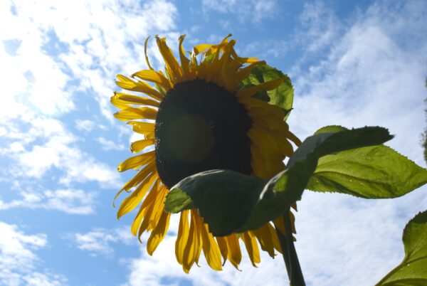 Zonnebloemen in volkstuin Amstelveen, Bovenkerk.