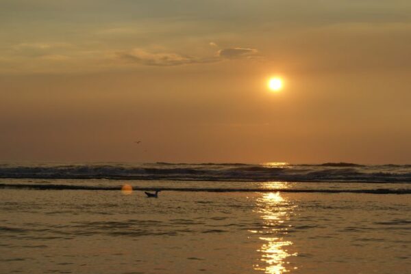 Meeuw bij zonsondergang op zee.